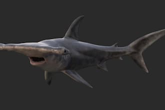 model 3d aquatic animal ready for animation,sea creature,maya 3d rigging,blender