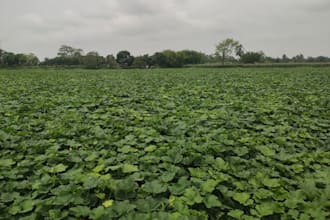provide expert crop consultancy and farming solutions