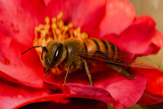 create an optimized realistic model of any insect you need