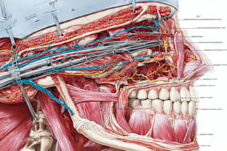draw a surgical procedure or anatomical illustration