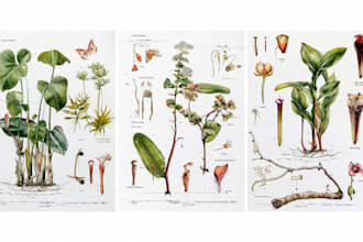 do a botanical illustration