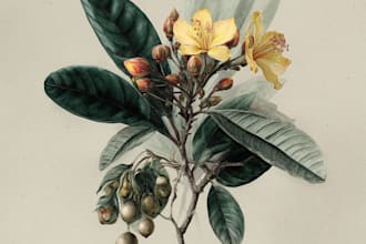 draw realistic botanical illustration