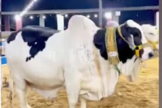 design cattle farm bakra eid qurbani social media posts