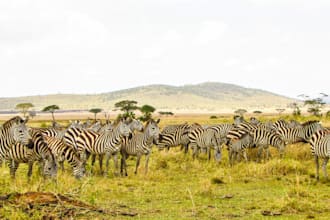 write SEO travel and safari content for your website