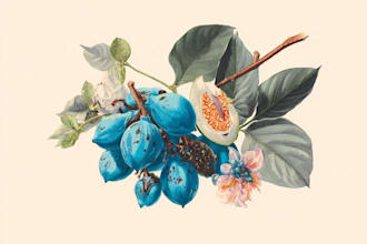 draw botanical watercolor clipart