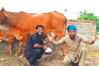 do happy birthday video