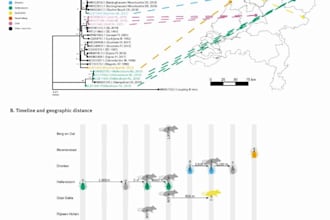 do data analysis, statistics, ecological modelling, bioinformatics for research