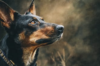 draw pet portrait in 12 hours