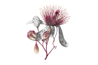 draw botanical illustration flower, plant, and logo design