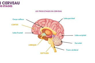translate and write your podcasts in french