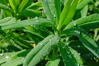 provide authentic nature,farm life, and macro photography