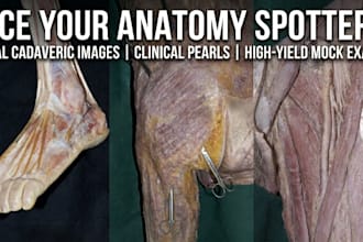 teach you anatomy spotters using real cadaveric images