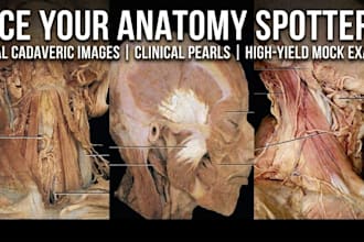 teach you anatomy spotters using real cadaveric images