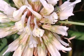 take natural wildflower macro photos for commercial use
