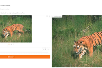 finetune a computer vision model for your custom dataset