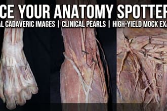 teach you anatomy spotters using real cadaveric image