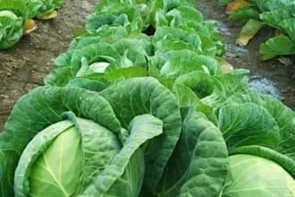 offer agricultural insight on freerange chicken keeping and crop farming