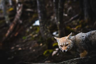 tastefully edit your photos with a natural cinematic look