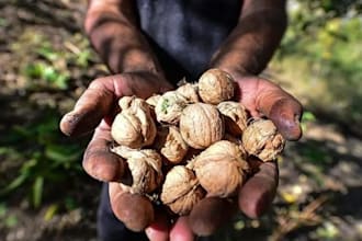 source export walnuts, shilajit, saffron from kashmir india