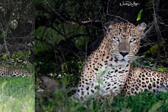 edit and color correct wildlife photos