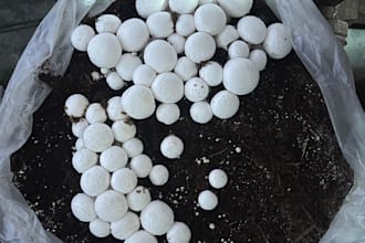 provide mushroom cultivation consultation
