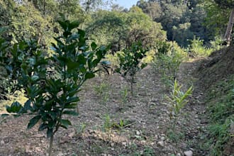 guide you in orchard establishment and management