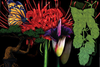 illustrate botanical and nature subjects