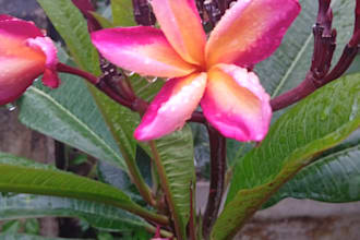 translate english to burmese or burmese to english professionally