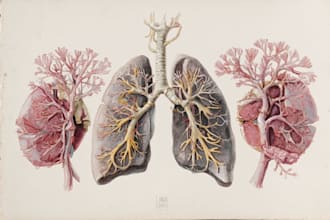 draw human anatomy, medical illustrations and diagrams