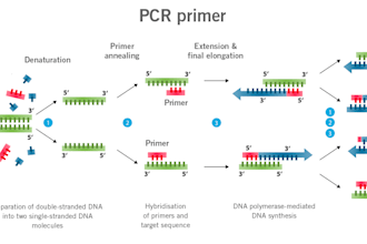 design diagnostic pcr primers and probes