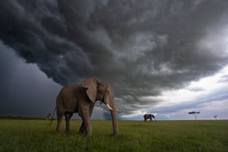 professionally select and process your wildlife images in lightroom