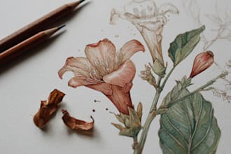 illustrate best botanical illustration