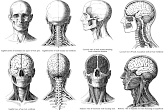 draw detailed medical illustrations