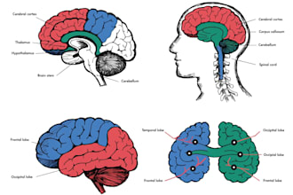do professional medical illustrations