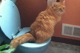 show you how to potty train your cat