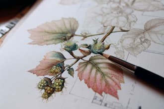 illustrate best botanical illustration