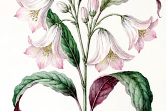 draw botanical illustrations of flowers, plants