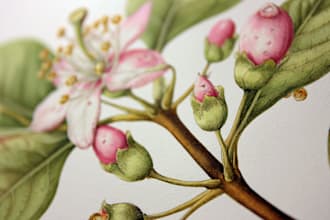 draw highly detailed line art and botanical illustrations