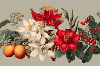illustrate best botanical illustration