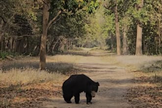 write travel blog posts on wildlife, safari and hidden gems with SEO