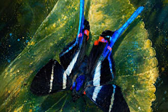 papillon no 01 exclusivo