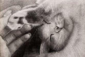 realistic graphite portrait drawing