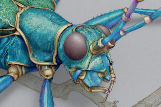 draw your medical or scientific illustration