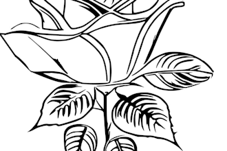 do fine line tattoo design for elegant body art