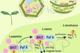 do vector scientific illustration