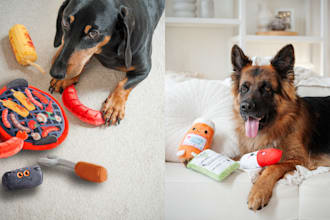 take creative lifestyle pet product photography