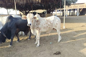 provide complete qurbani services in pakistan for overseas families