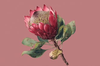 draw botanical illustrations of flowers, fruits and plants