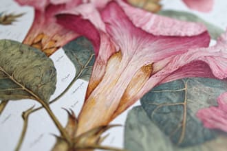 draw a botanical illustration