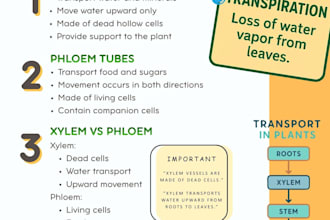 design professional study notes and PPT in canva
